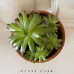 Hens and Chicks succulent in pot