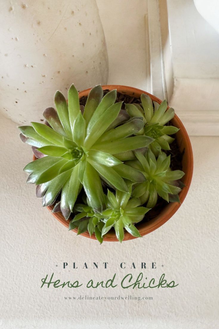 Hens and Chicks succulent in pot