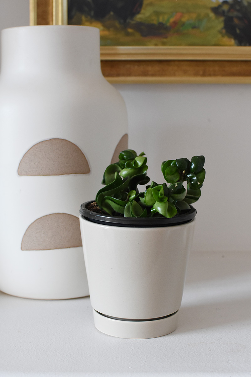 Baby Hindu Rope Hoya plant in white pot