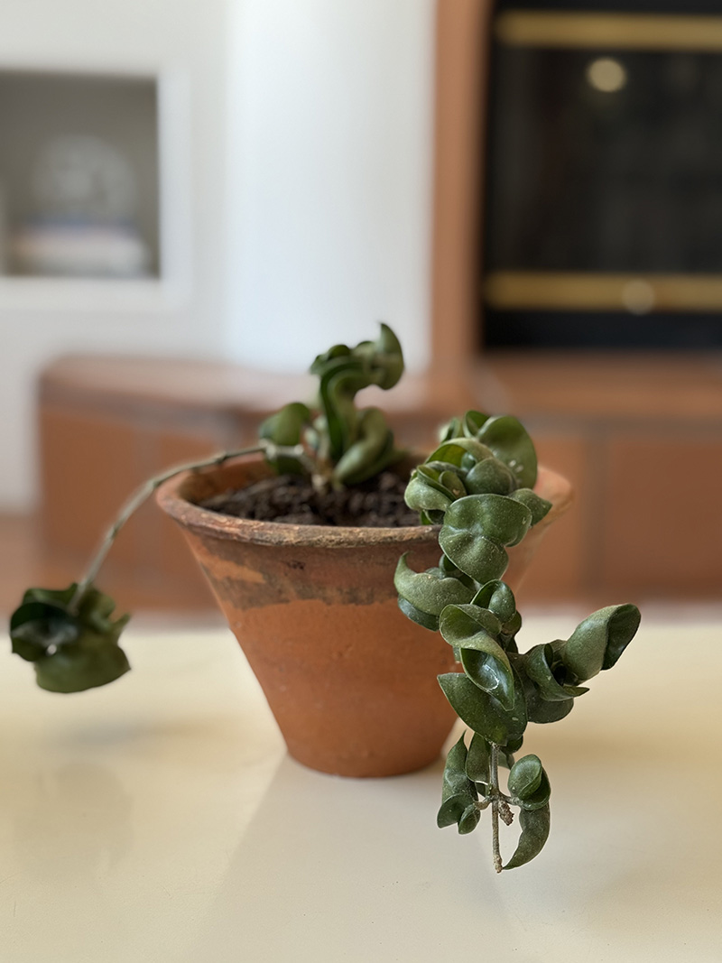 Rope Hoya plant in terra cotta pot