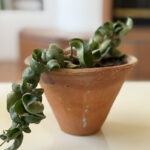 Hindu Rope Hoya plant care