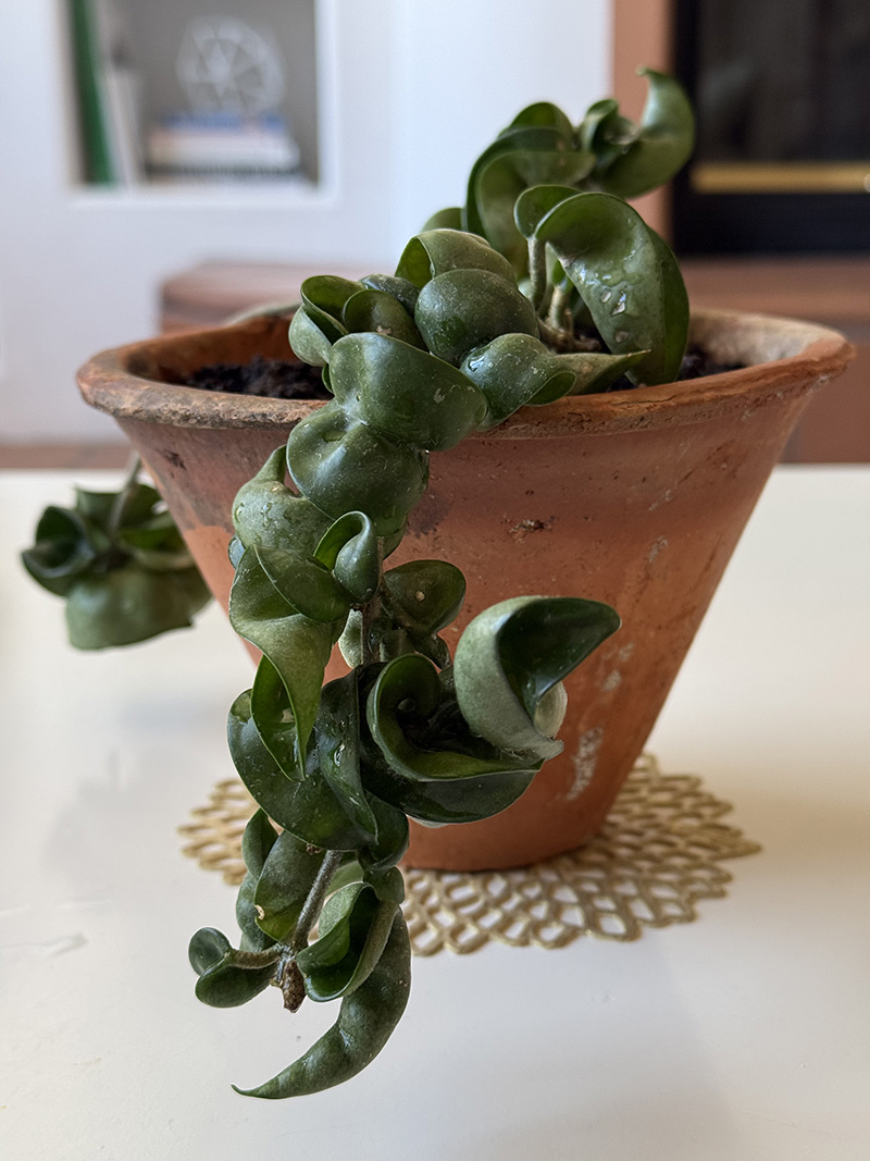Hindu Rope Hoya plant in triangle terra cotta pot on a white table