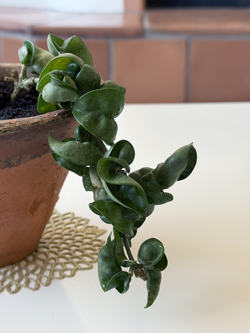 Hindu Rope Hoya plant full leaves