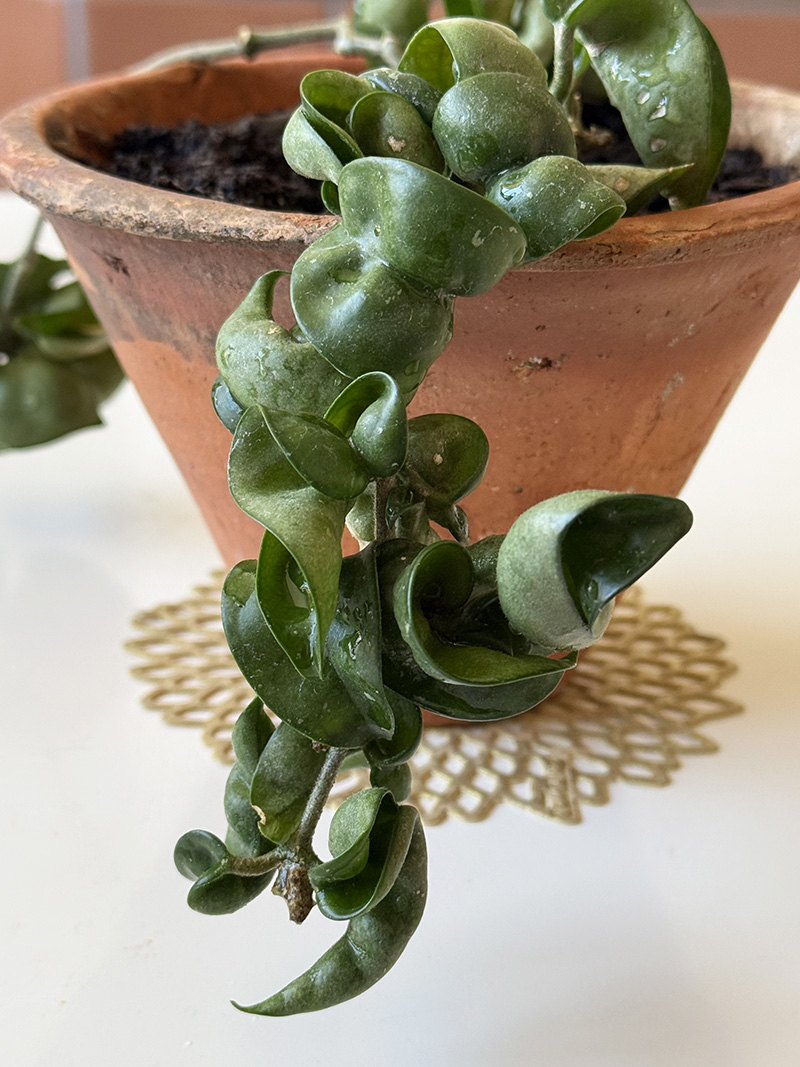 Rope Hoya twisty leaves