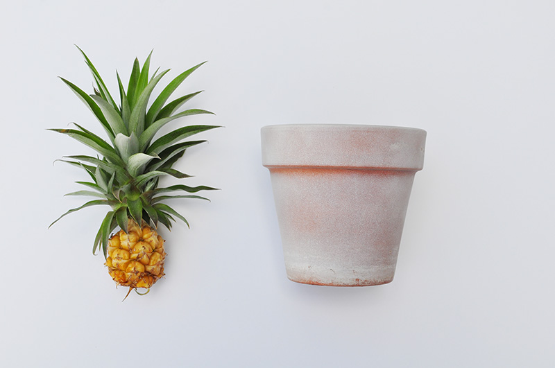 Whole Pineapple and terra cotta pot