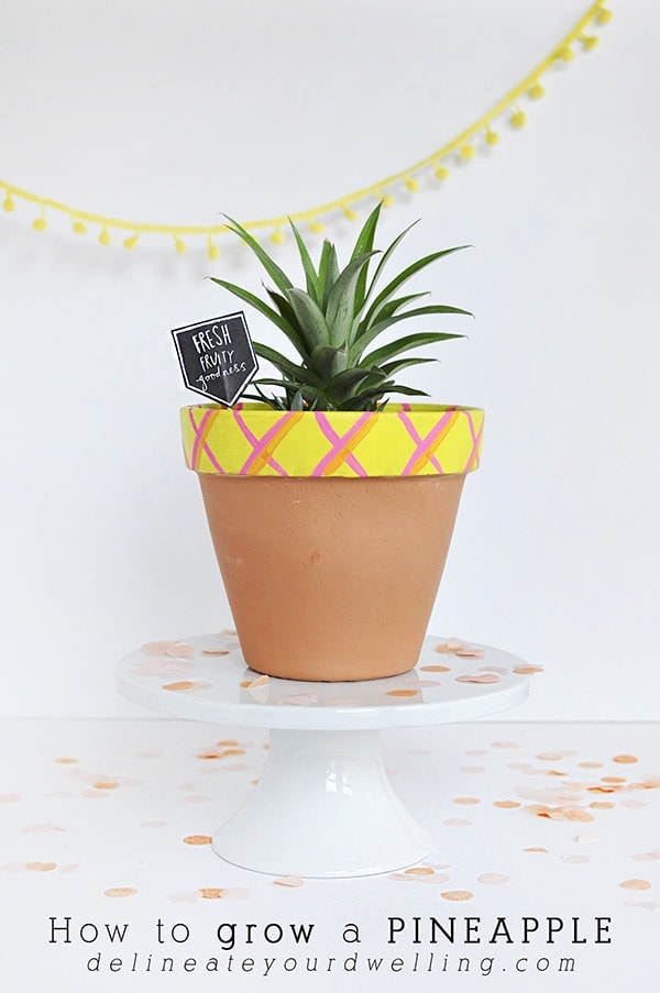 Pineapple plant