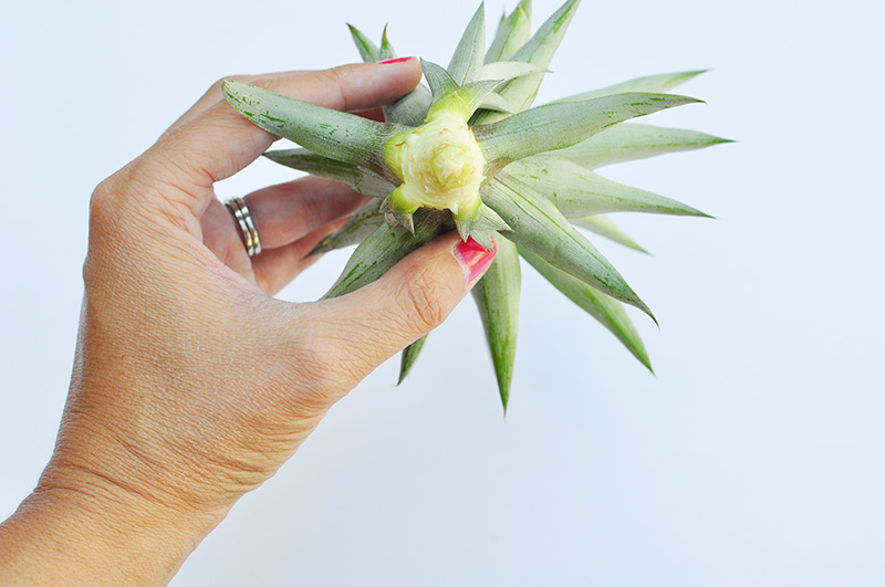 Pineapple crown underneath