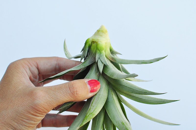 Little pineapple roots underneath the crown leaves