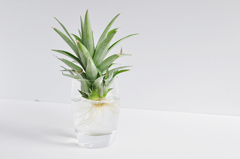 Pineapple crown in a glass of water with 3" roots growing