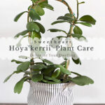 Hoya-Kerrii