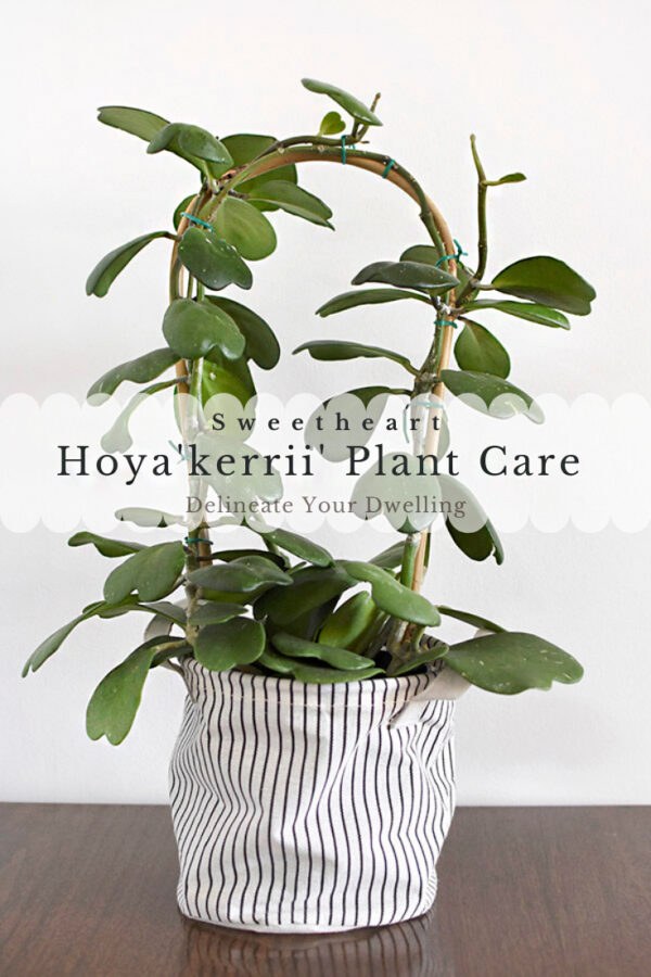 Hoya Sweetheart Plant care and tips