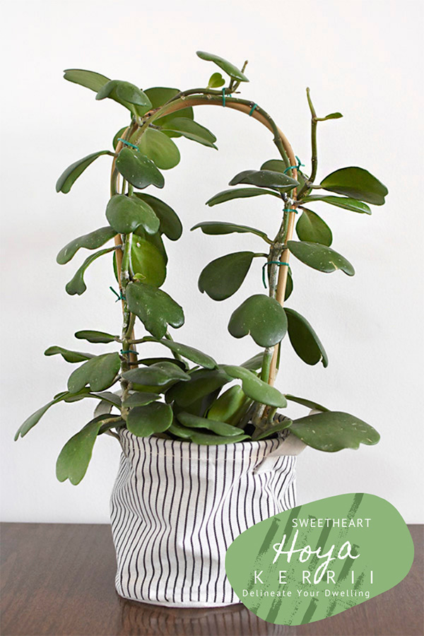 Hoya Kerrii Plant Care + Tips Delineate Your Dwelling