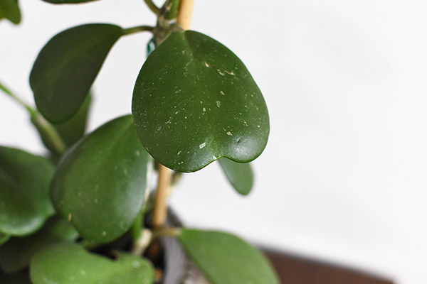 Hoya leaf