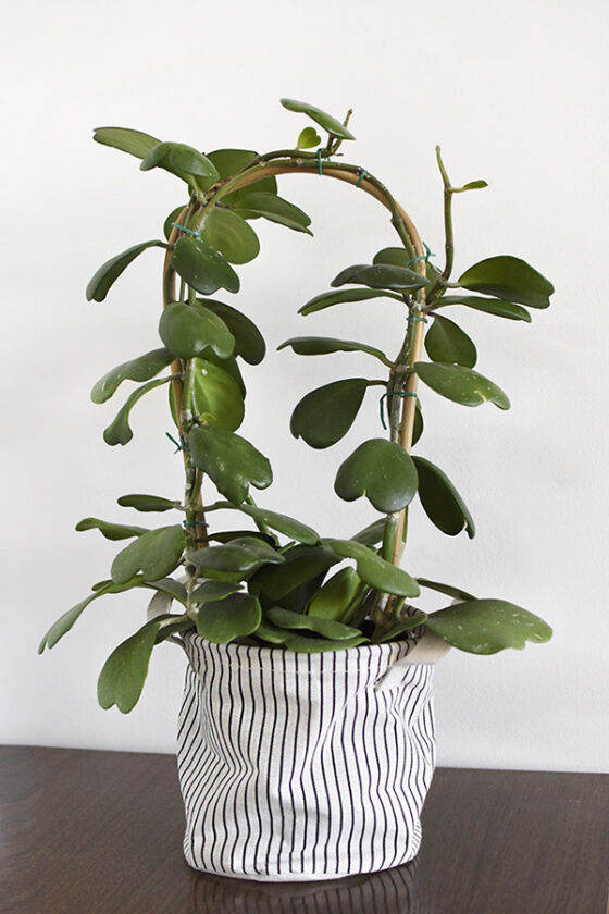 Hoya Kerrii Plant Care + Tips Delineate Your Dwelling