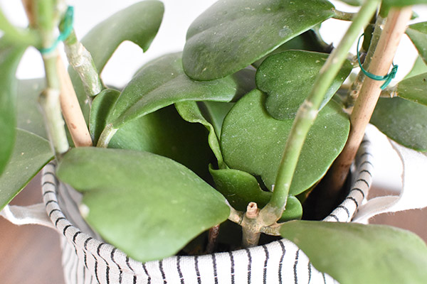 Hoya Kerrii plant