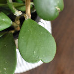 Hoya-Kerrii heart leaf