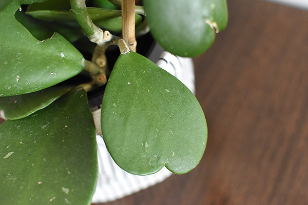 Hoya Sweetheart Leaf