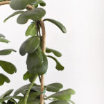 Hoya kerrii plant care