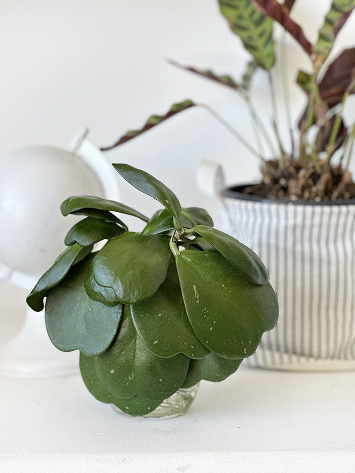 Propagating Hoya Kerrii plants