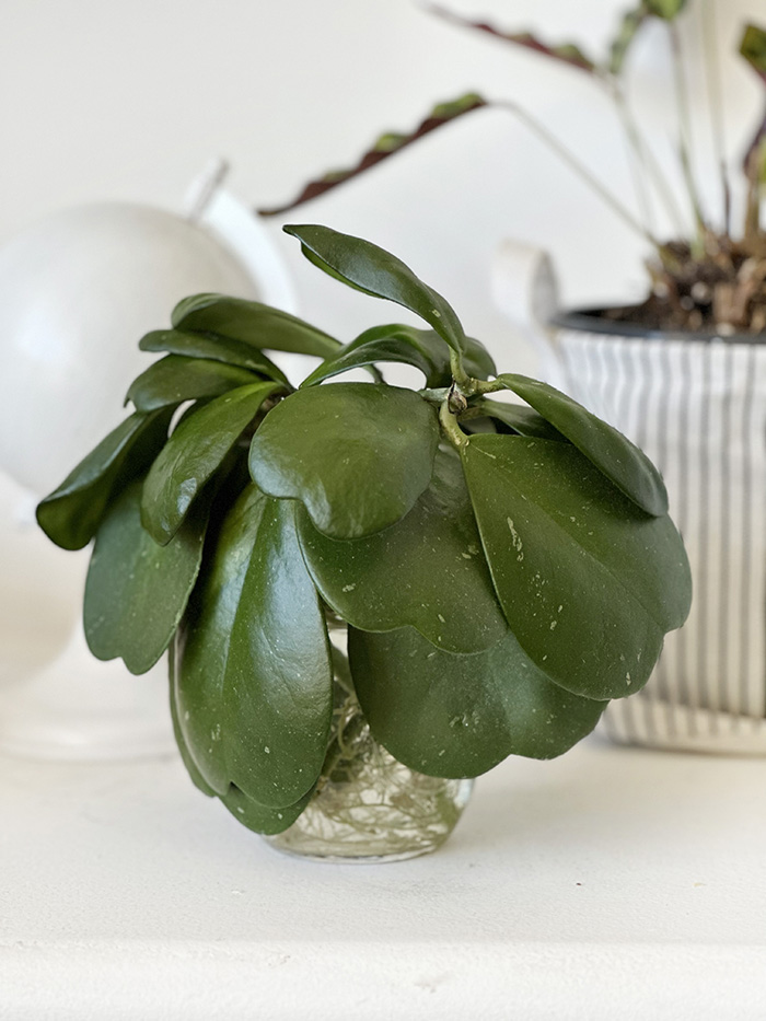 Hoya Kerrii roots in a jar of water