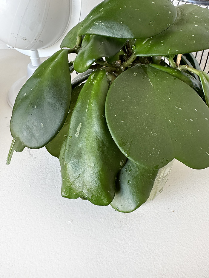 Sweetheart Hoya leaf