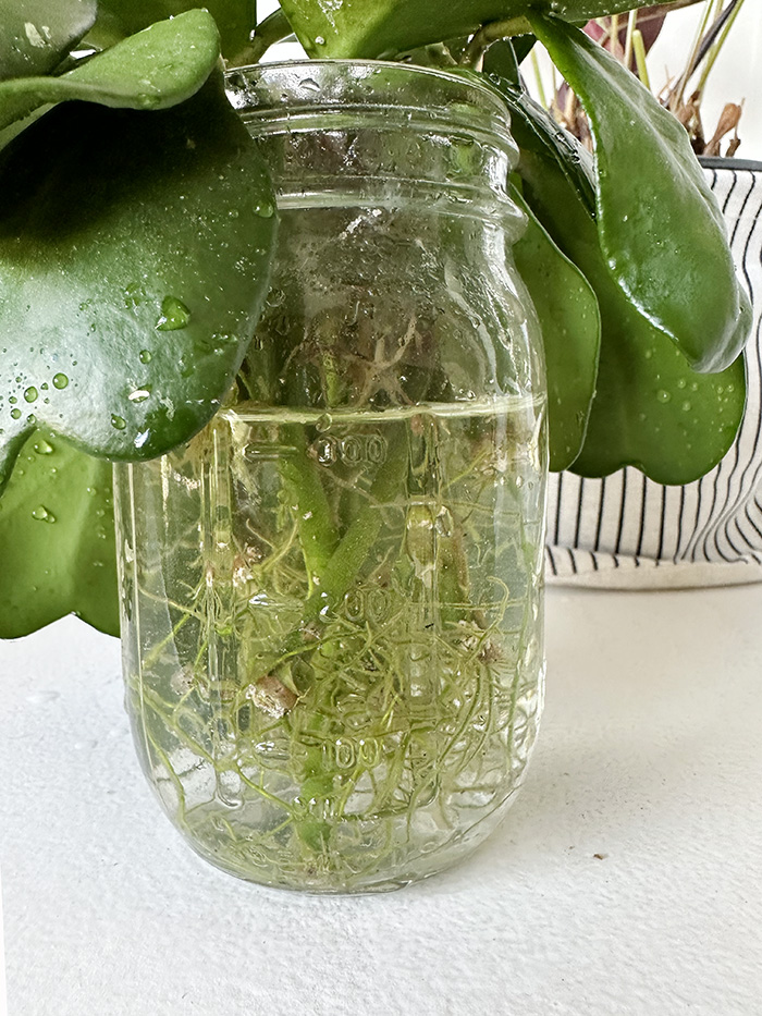 Closeup of Hoya Kerrii roots