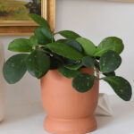 Hoya 'Obovata Splash' Plant Care