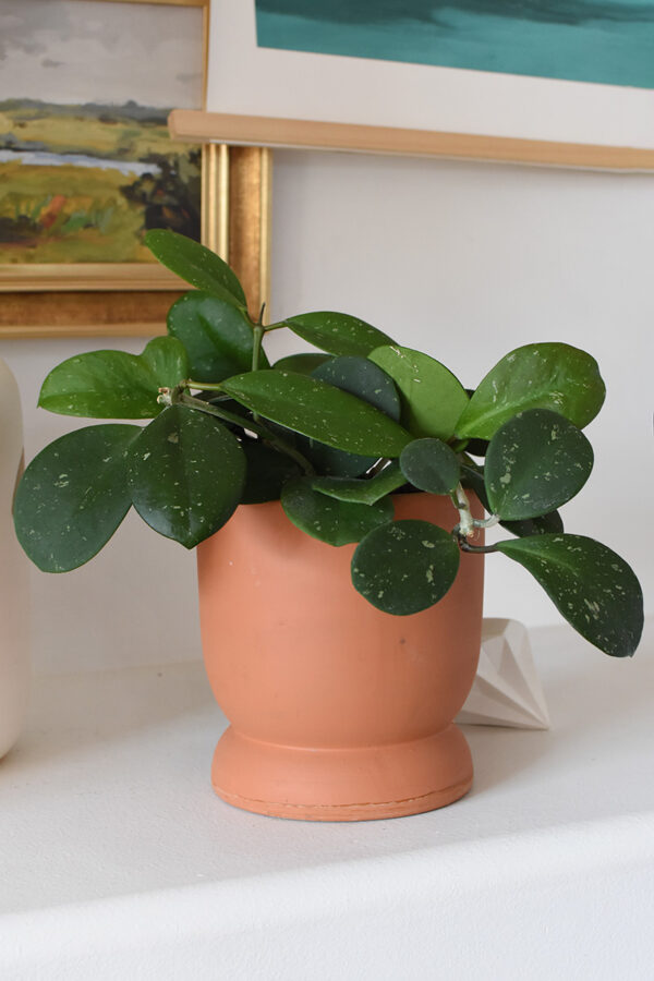 Hoya 'Obovata Splash' Plant Care