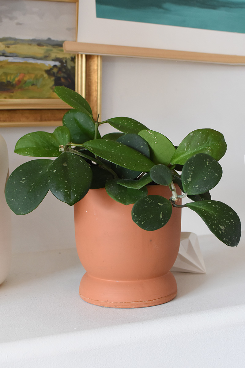 Terra cotta potted Hoya 'Obovata Splash' Plant