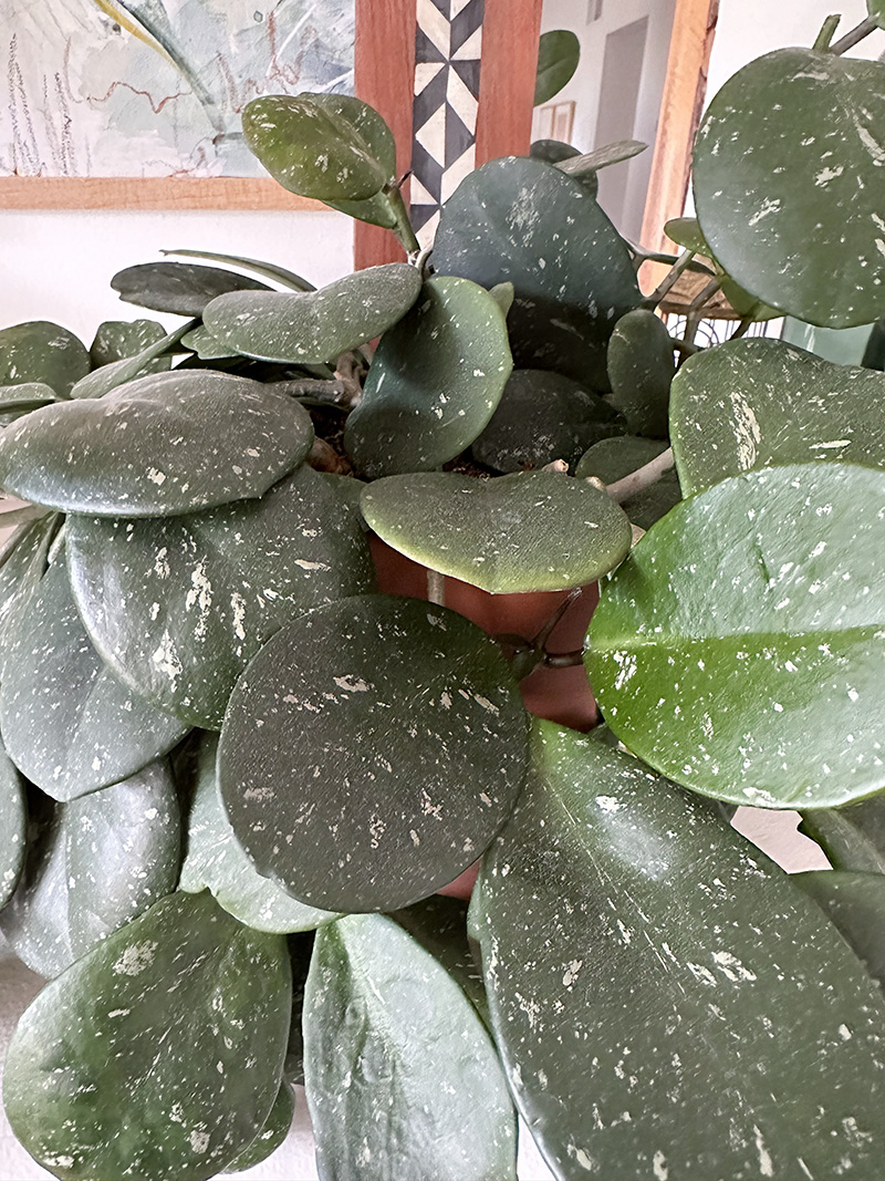 Spotted Hoya 'Obovata Splash' leaves