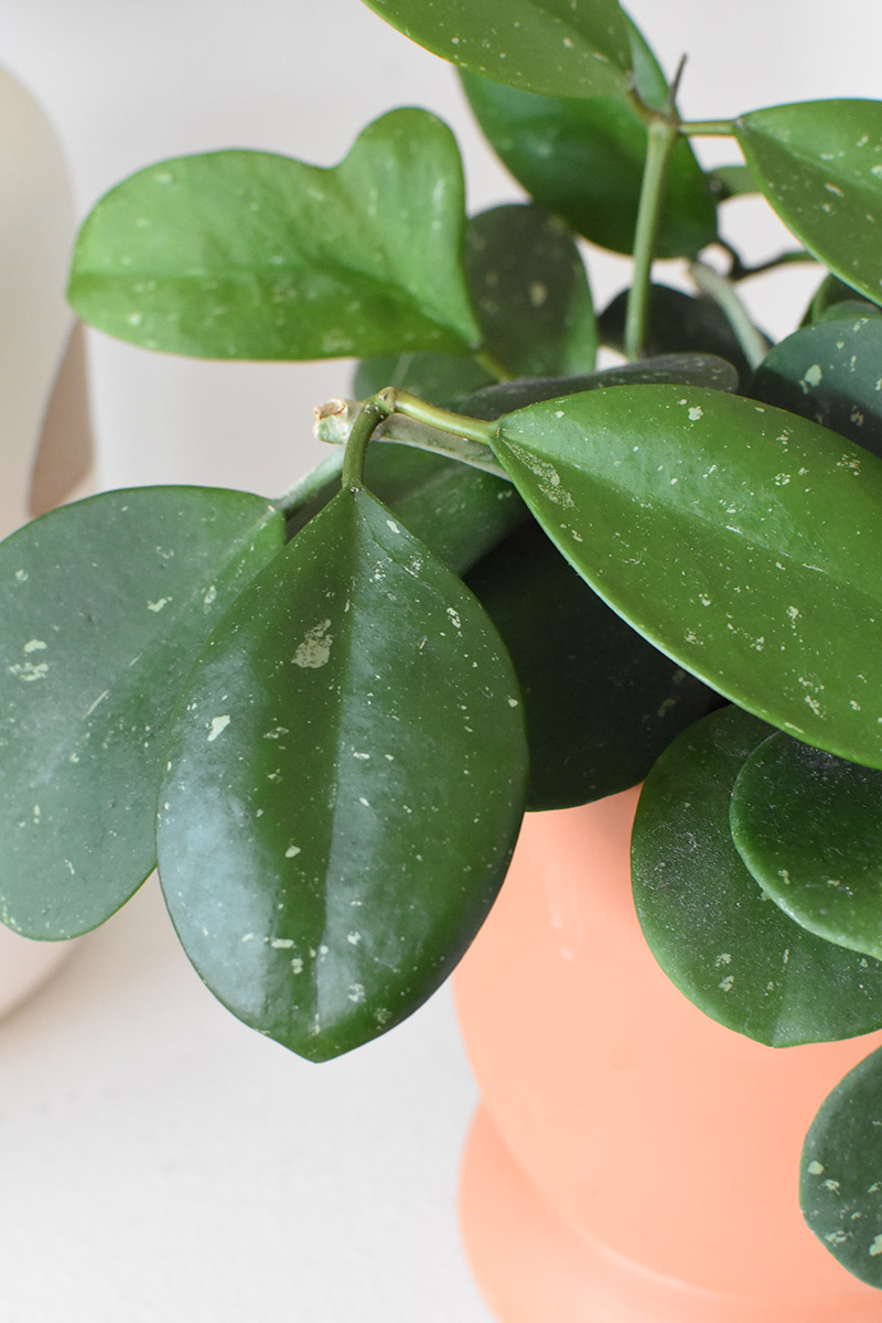 Potted Hoya 'Obovata Splash' Plant