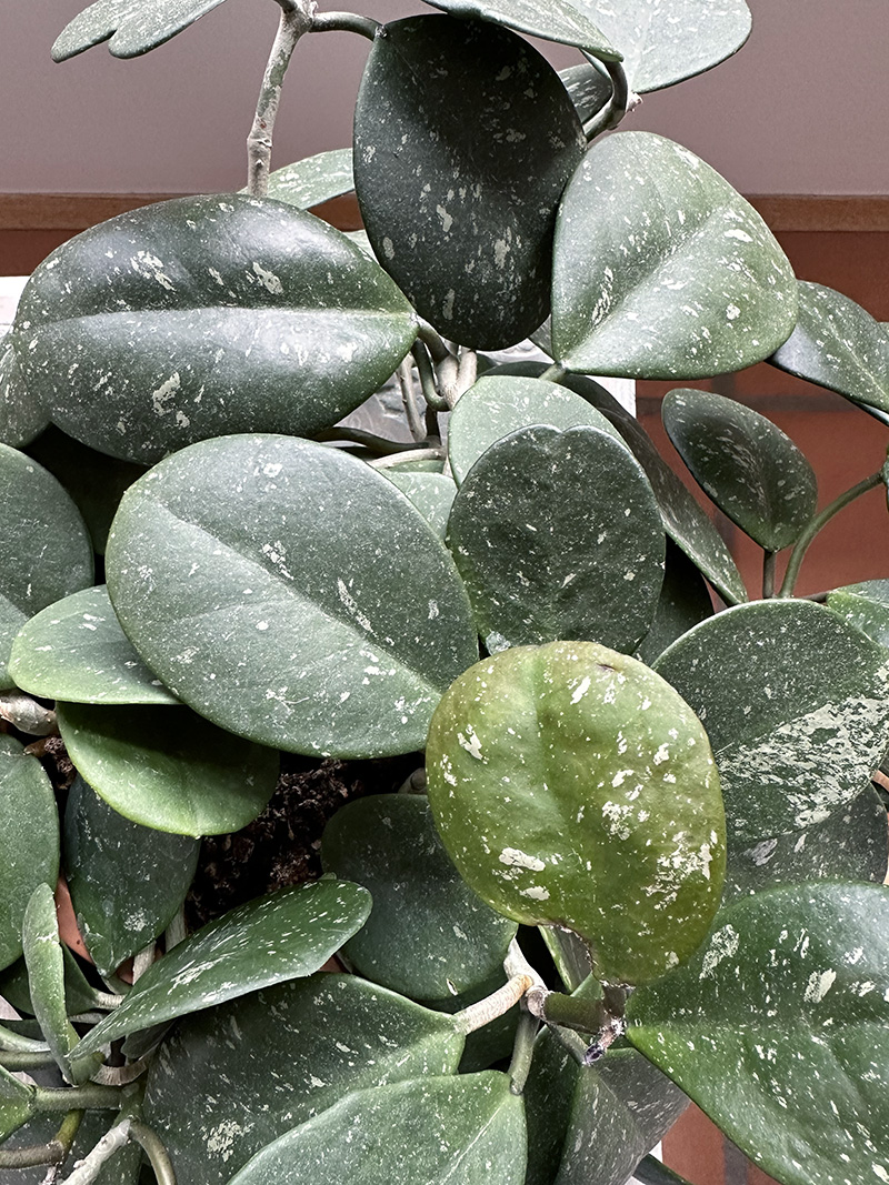 Hoya 'Obovata Splash' mature leaves