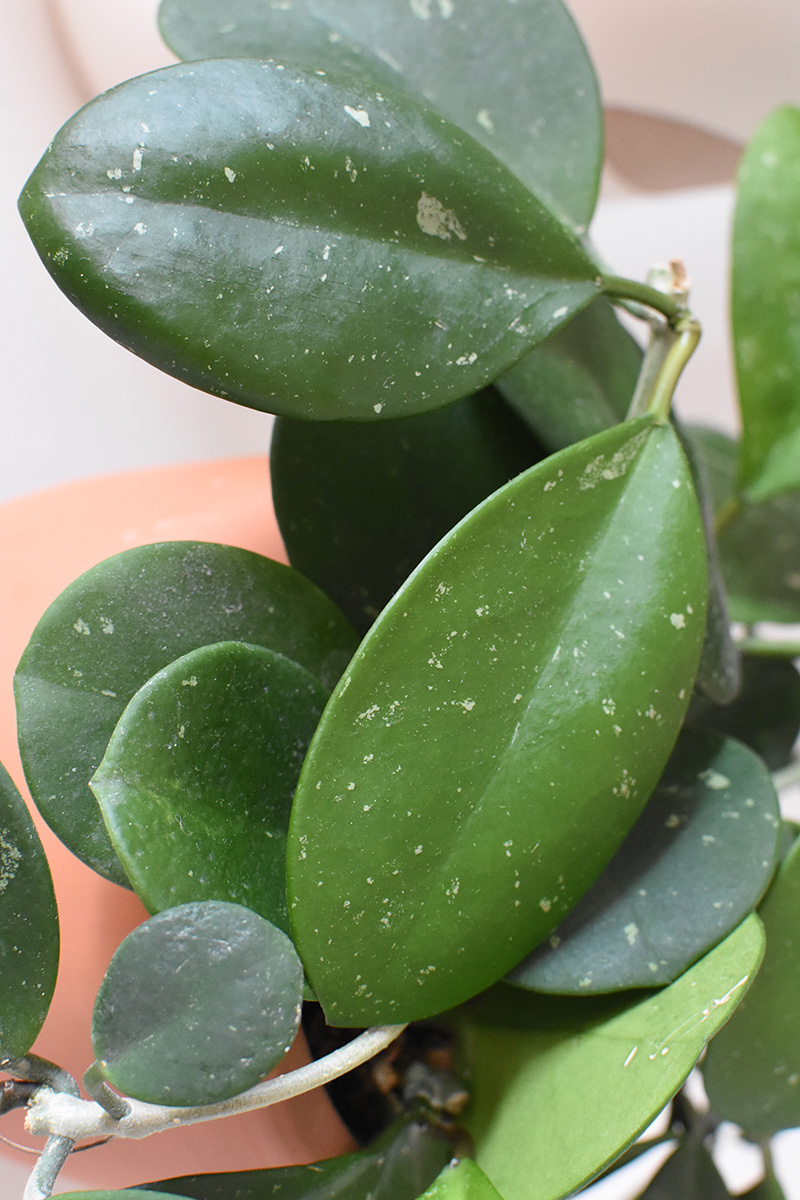 Hoya 'Obovata Splash' young plant leaf