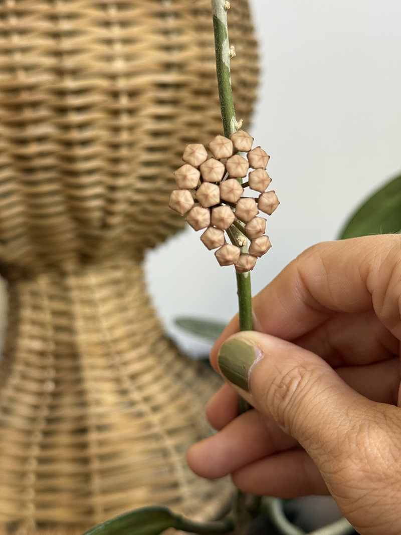 Hoya 'Obovata Splash' flower unbloomed