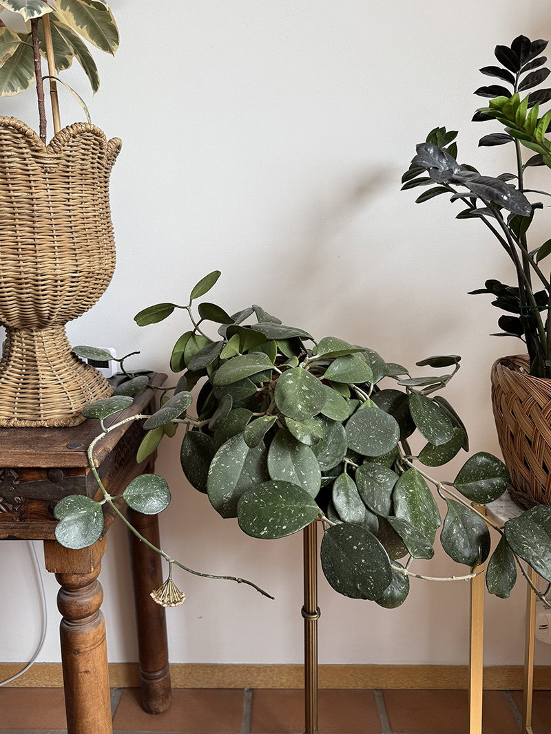 Mature Hoya Obovata plant