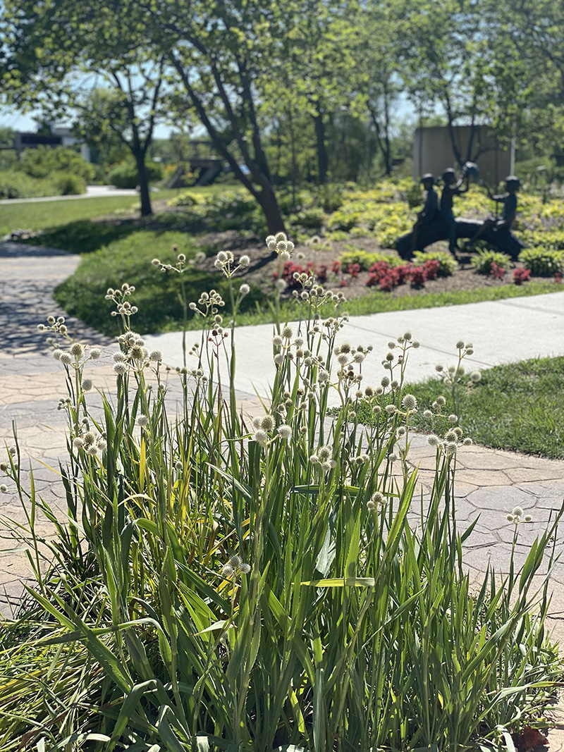 Flowers in Coxhall Gardens, Carmel Indiana