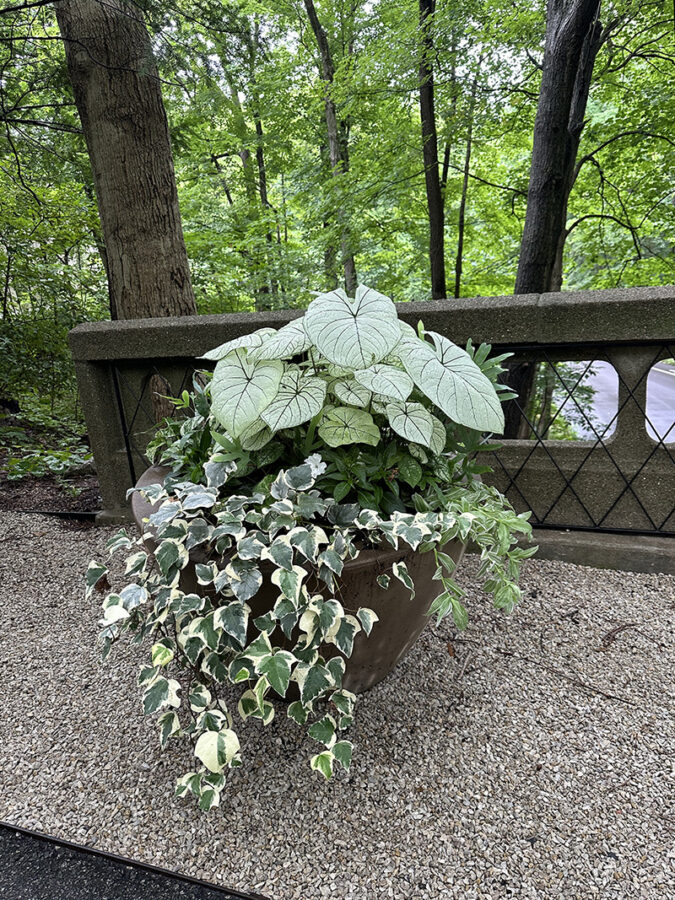 Potted plants, Newfields Art Museum 