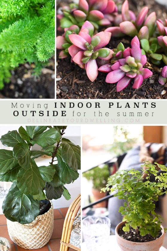 Moving Indoor Plants Outside for the summer Delineate Your Dwelling