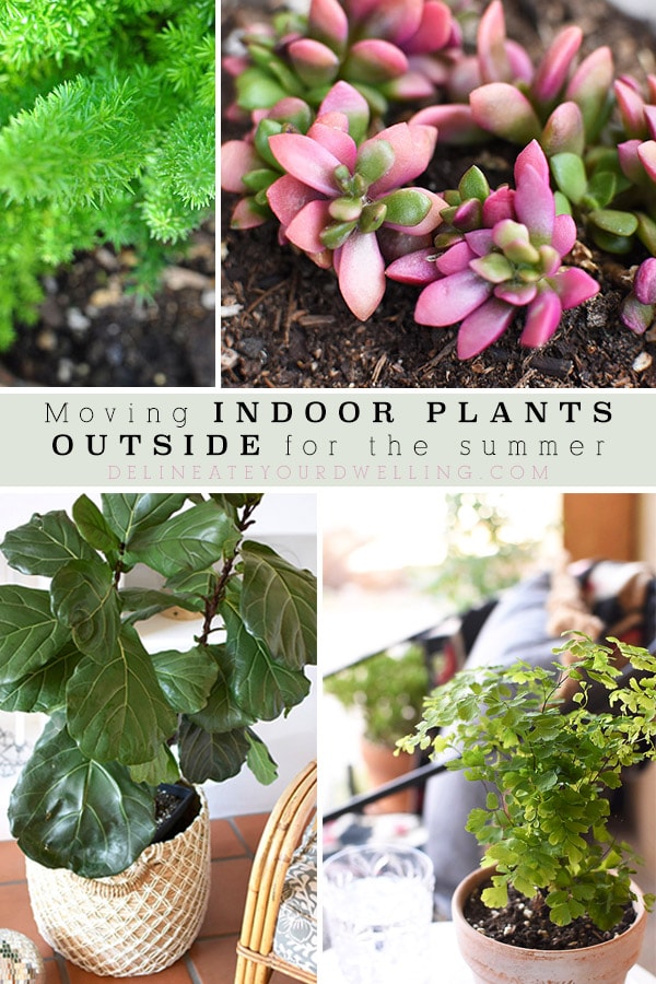 Indoor Plants Outside