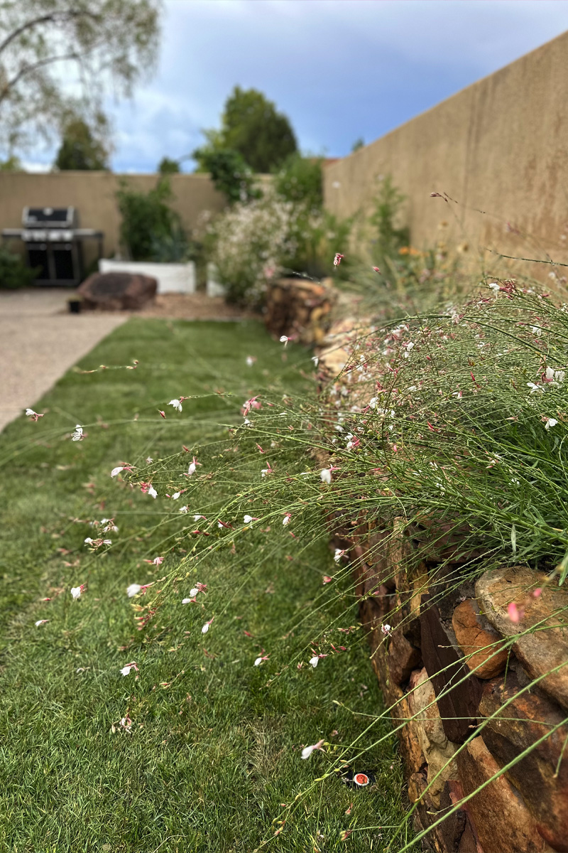Backyard with grass