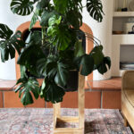 Large DIY Cube Plant Stand - Big Monstera
