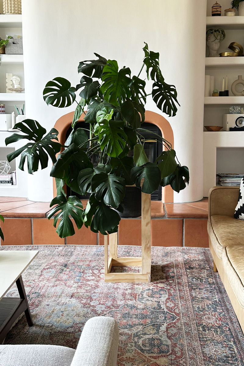 Large plant DIY planter