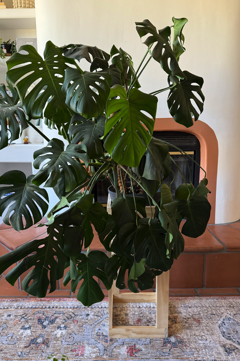 DIY Large Plant Cube Pot