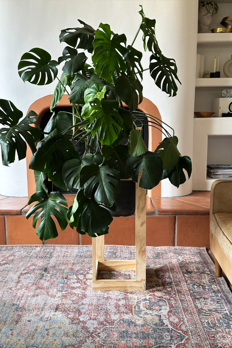 Monstera Large Plant DIY Stand
