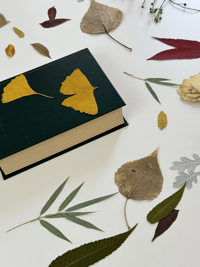 Dried Leaves