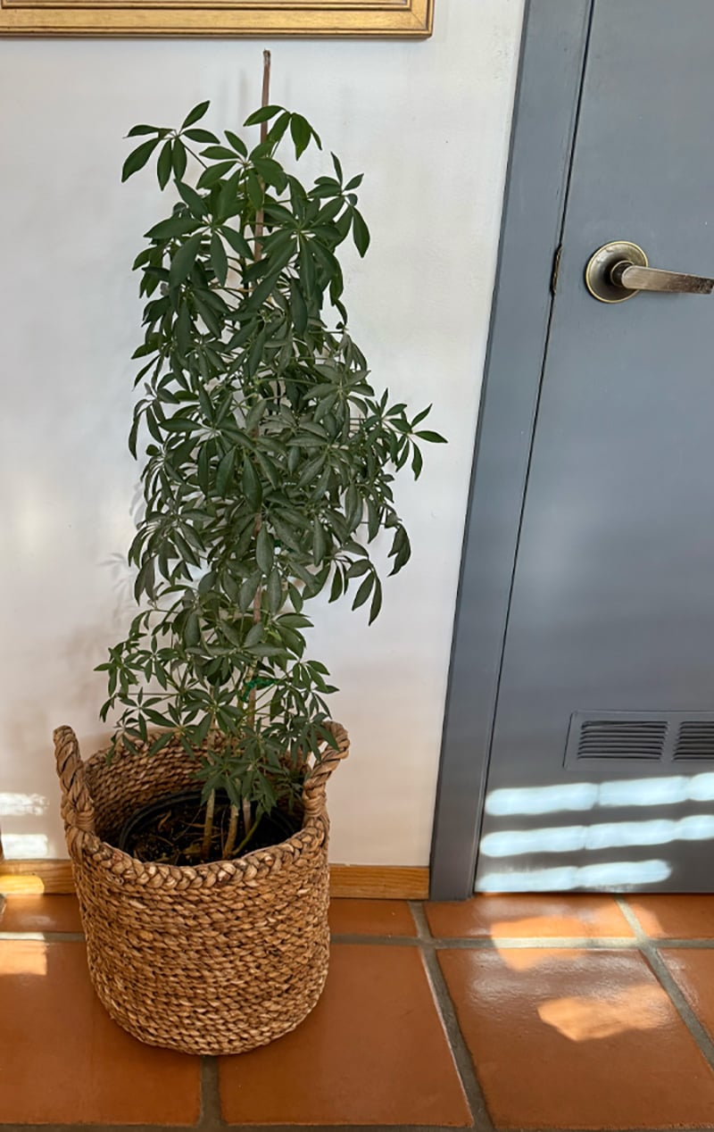 Low Light Plant - Mature 3' Dwarf Umbrella