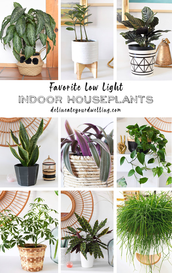 Favorite Low Light Indoor Houseplants