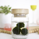 Learn the history of Marimo Moss Balls, Care Tips, Light Needs and more! Delineate Your Dwelling #marimo #marimomoss #marimomossballs