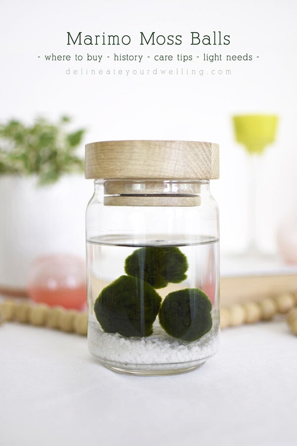 Learn the history of Marimo Moss Balls, Care Tips, Light Needs and more! Delineate Your Dwelling #marimo #marimomoss #marimomossballs