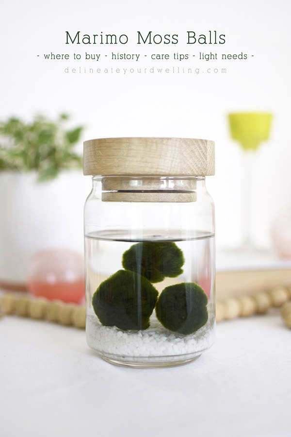 Marimo Moss Balls in jar